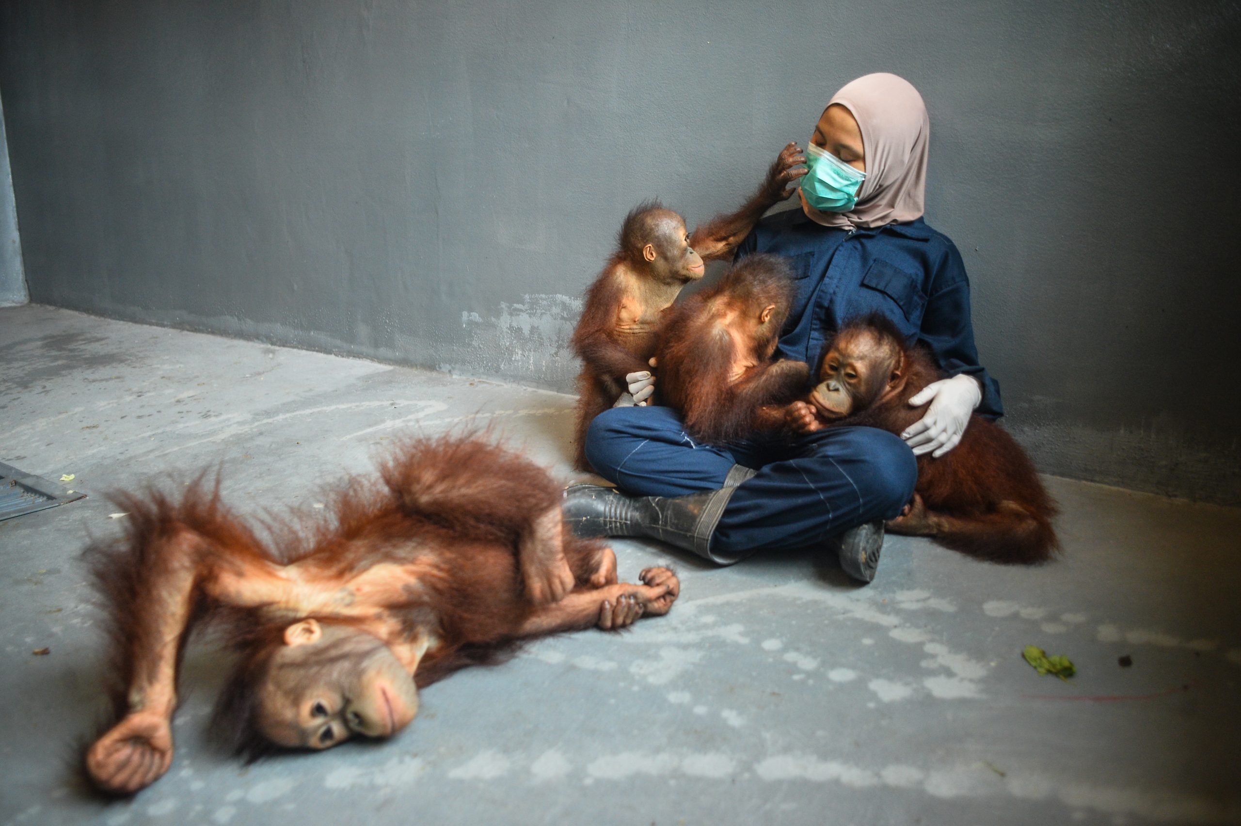 Merawat Orangutan, Merawat Harapan: Perjalanan Rara di Pusat Rehabilitasi Satwa BORA